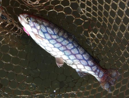 大安トラウトレイク釣果